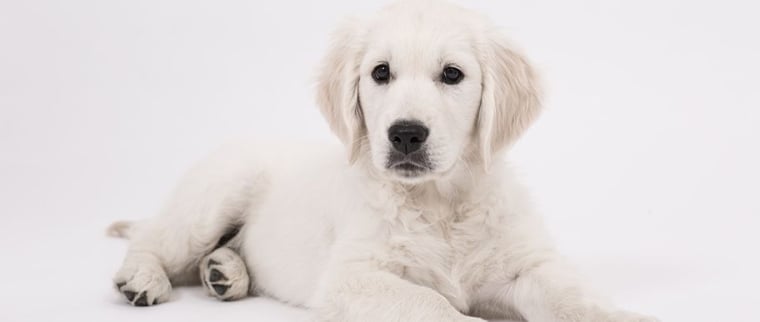 diabète chez le chien